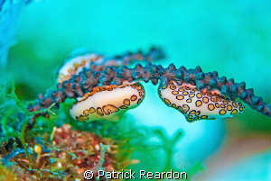 Natural light shot of flamingo tongues. by Patrick Reardon 